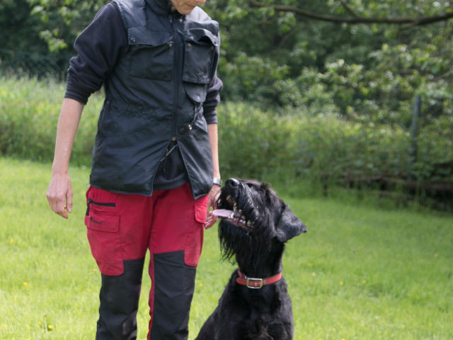 Mensch Hund Harmonie 04.06.2016