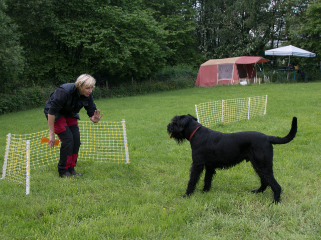 Mensch Hund Harmonie 04.06.2016