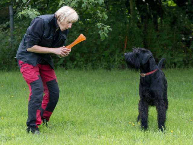 Mensch Hund Harmonie 04.06.2016