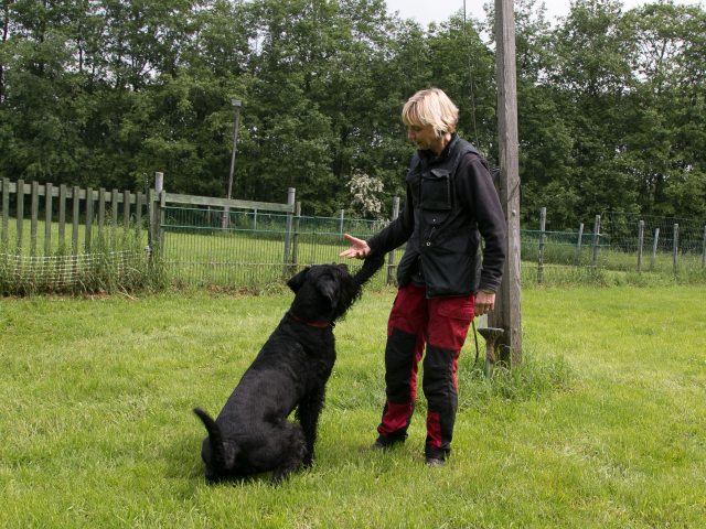 Mensch Hund Harmonie