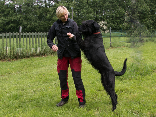 Mensch Hund Harmonie 04.06.2016