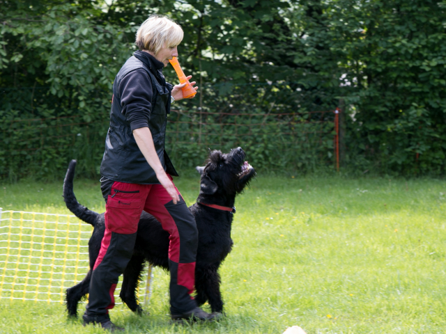 Mensch Hund Harmonie 04.06.2016