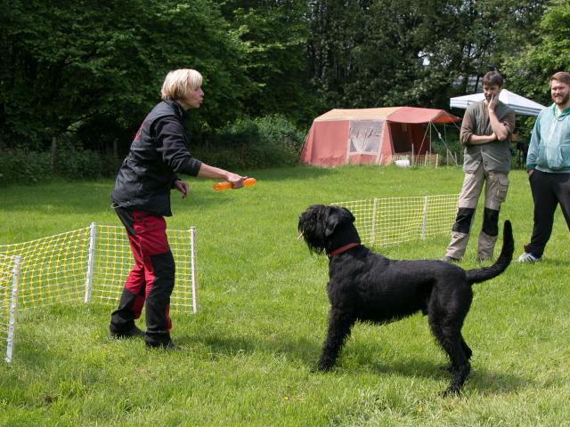 Mensch Hund Harmonie 04.06.2016