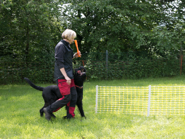 Mensch Hund Harmonie 04.06.2016