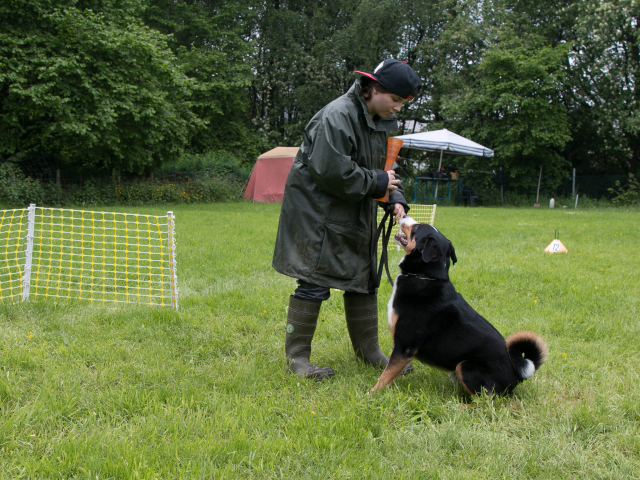 Mensch Hund Harmonie 04.06.2016