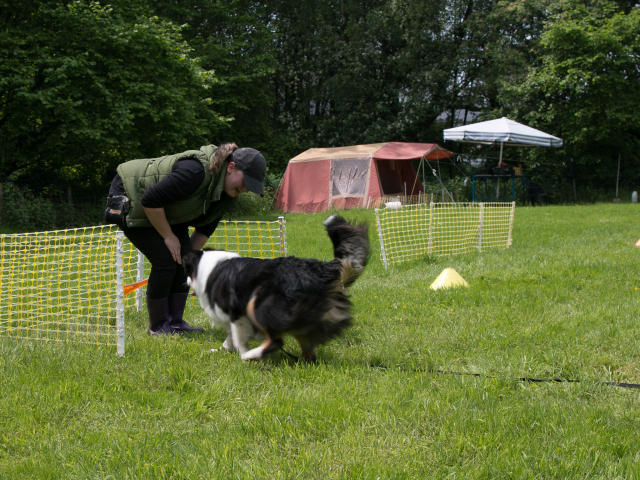 Mensch Hund Harmonie 04.06.2016