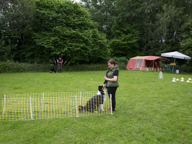 Mensch Hund Harmonie 11.06.2016