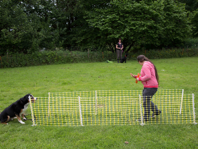 Mensch Hund Harmonie 11.06.2016