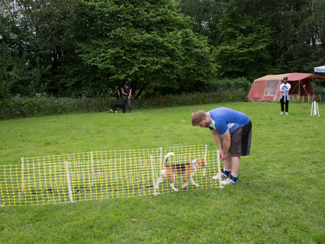 Mensch Hund Harmonie 11.06.2016