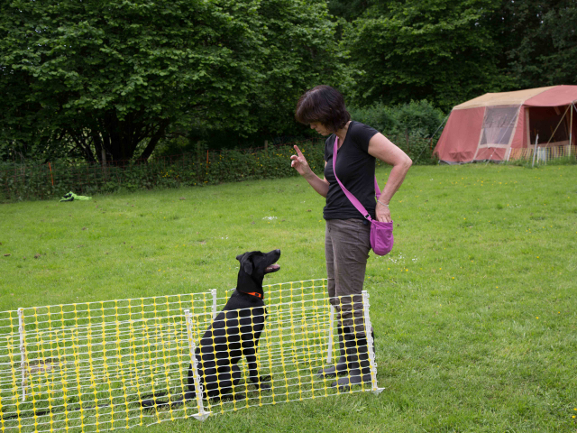 Mensch Hund Harmonie 11.06.2016