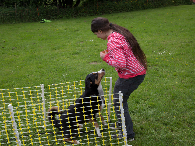 Mensch Hund Harmonie 11.06.2016