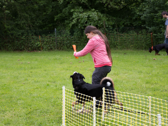 Mensch Hund Harmonie 11.06.2016