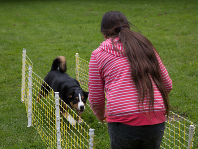 Mensch Hund Harmonie 11.06.2016