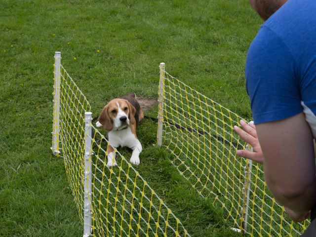 Mensch Hund Harmonie 11.06.2016