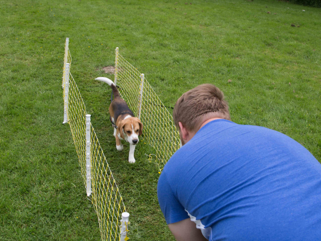 Mensch Hund Harmonie 11.06.2016