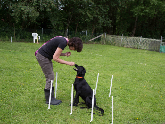 Mensch Hund Harmonie 11.06.2016