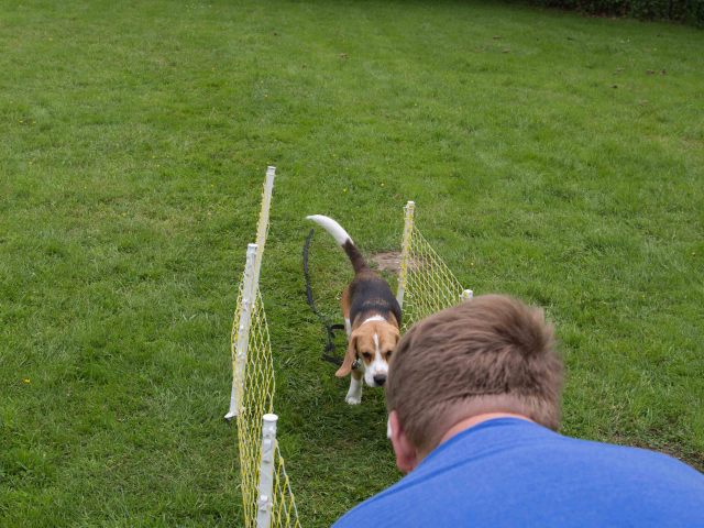Mensch Hund Harmonie 11.06.2016