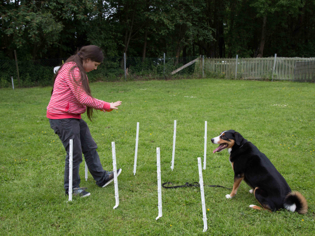 Mensch Hund Harmonie 11.06.2016