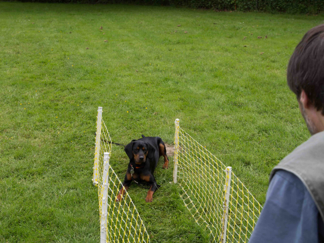 Mensch Hund Harmonie 11.06.2016