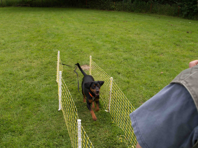Mensch Hund Harmonie 11.06.2016