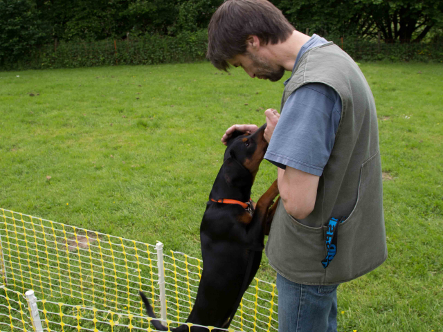 Mensch Hund Harmonie 11.06.2016