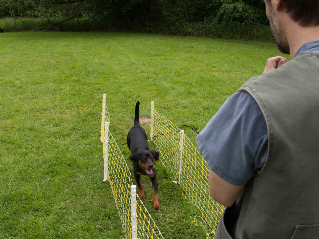 Mensch Hund Harmonie 11.06.2016