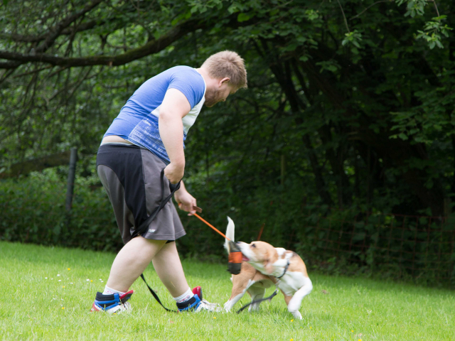 Mensch Hund Harmonie 11.06.2016