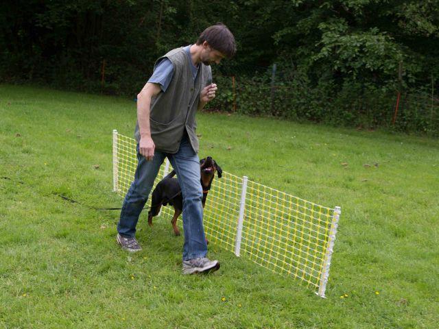 Mensch Hund Harmonie 11.06.2016
