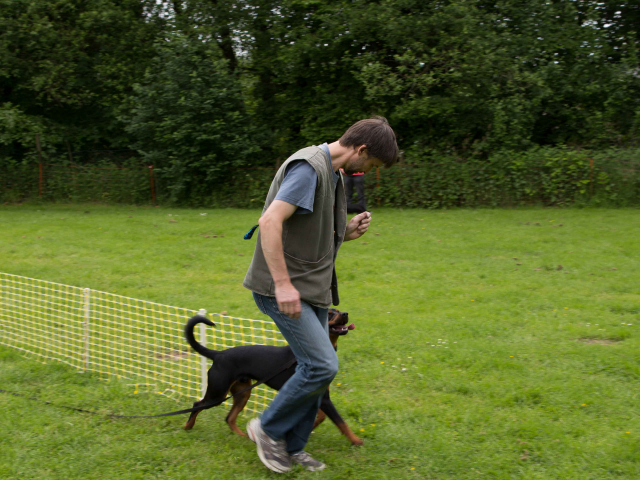 Mensch Hund Harmonie 11.06.2016