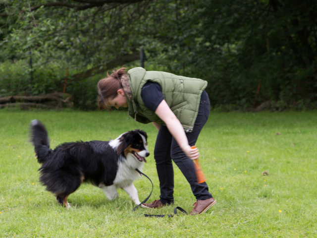 Mensch Hund Harmonie 11.06.2016
