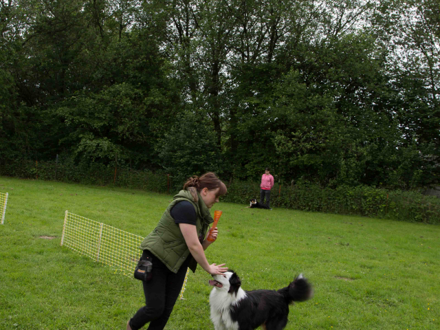 Mensch Hund Harmonie 11.06.2016