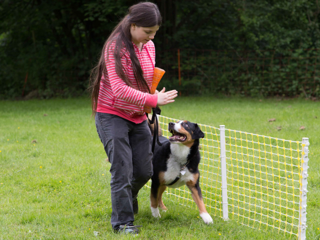 Mensch Hund Harmonie 11.06.2016
