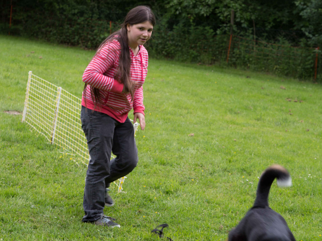 Mensch Hund Harmonie 11.06.2016