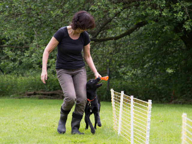 Mensch Hund Harmonie 11.06.2016
