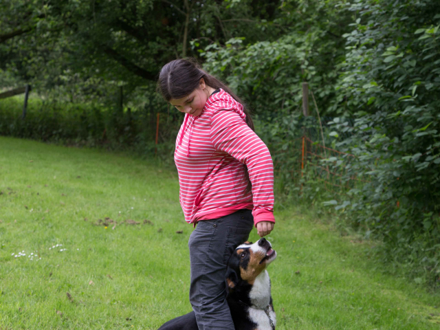 Mensch Hund Harmonie 11.06.2016