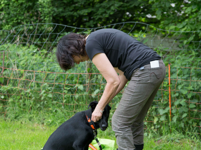 Mensch Hund Harmonie 11.06.2016