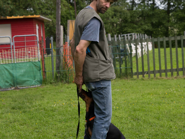 Mensch Hund Harmonie 11.06.2016