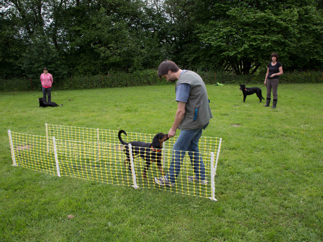 Mensch Hund Harmonie 11.06.2016