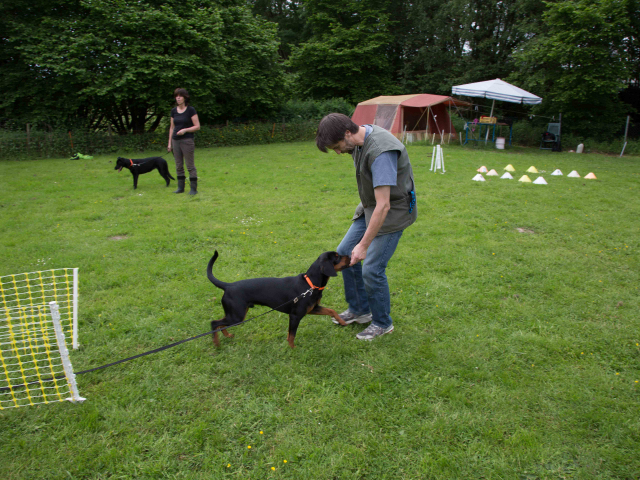 Mensch Hund Harmonie 11.06.2016
