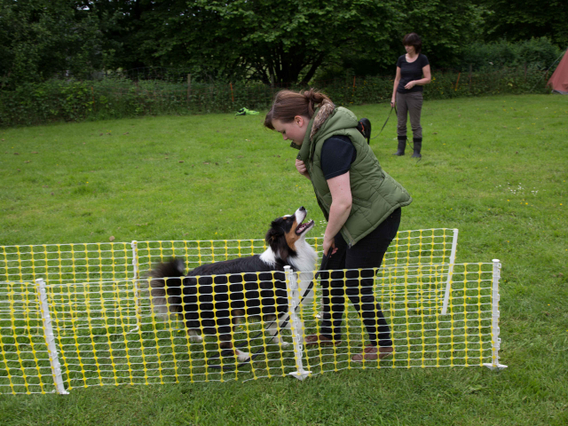 Mensch Hund Harmonie 11.06.2016