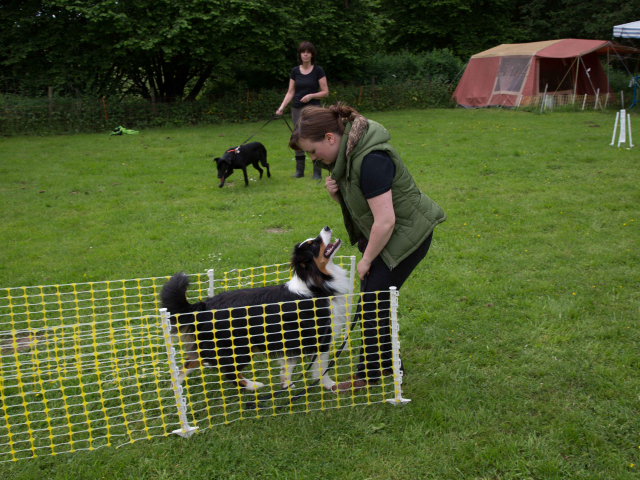 Mensch Hund Harmonie 11.06.2016