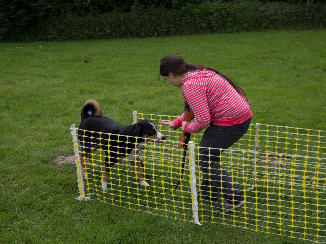 Mensch Hund Harmonie 11.06.2016