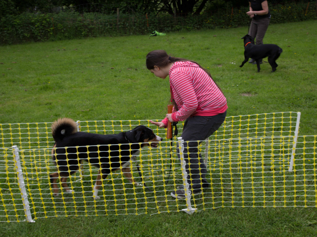 Mensch Hund Harmonie 11.06.2016