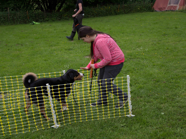 Mensch Hund Harmonie 11.06.2016