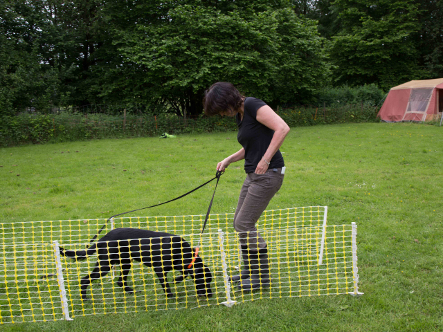 Mensch Hund Harmonie 11.06.2016