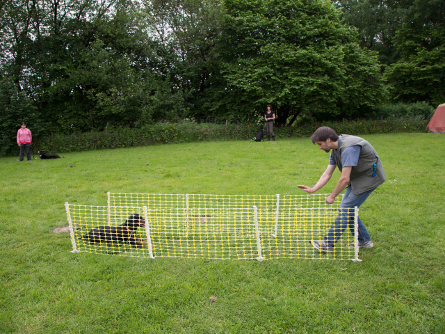 Mensch Hund Harmonie 11.06.2016