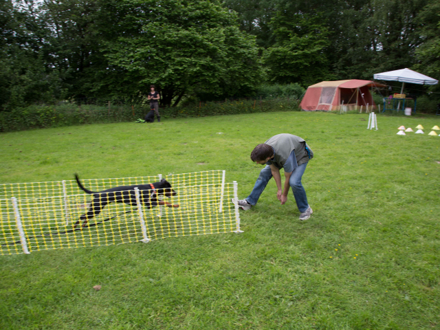 Mensch Hund Harmonie 11.06.2016