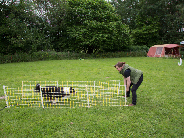 Mensch Hund Harmonie 11.06.2016