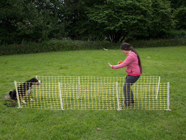 Mensch Hund Harmonie 11.06.2016