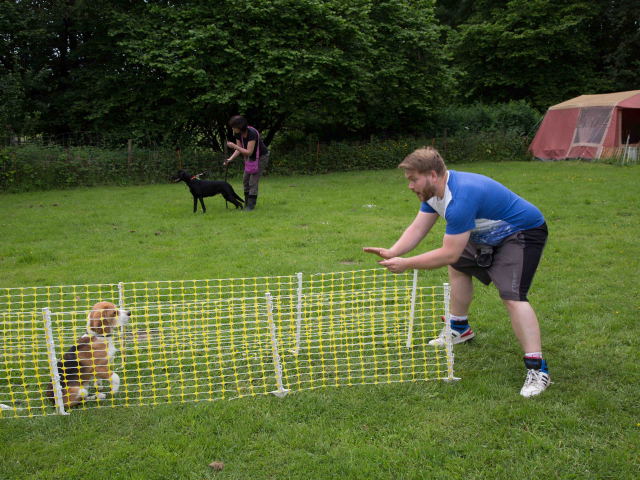 Mensch Hund Harmonie 11.06.2016